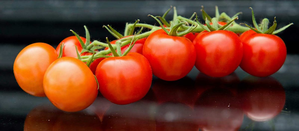 Hemsida Warberg Tomateria