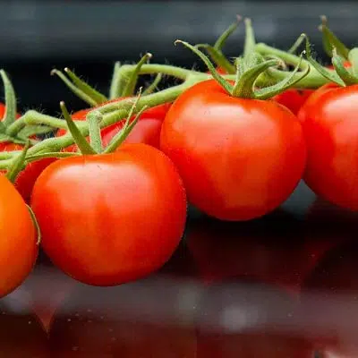 Warberg Tomateria hemsida wordpress