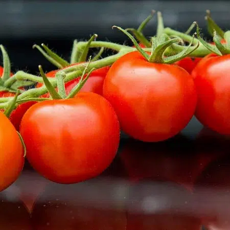 Warberg Tomateria hemsida wordpress