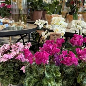 Blomsterateljé LIndarn i Åsa Hemsida Start